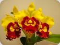 Rlc. Chief Sunlight Yellow Ruby